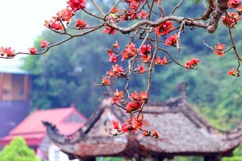 Những bông hoa đỏ cửa đền
