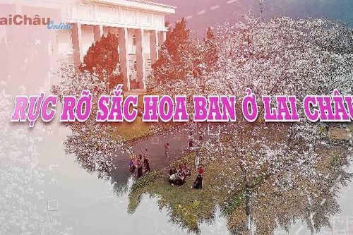 Rực rỡ sắc hoa Ban ở Lai Châu