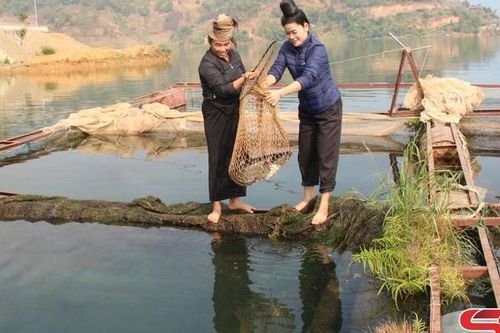 Phát triển nghề nuôi cá lồng