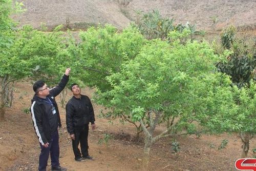 Yên Châu chăm bón vùng mận hậu