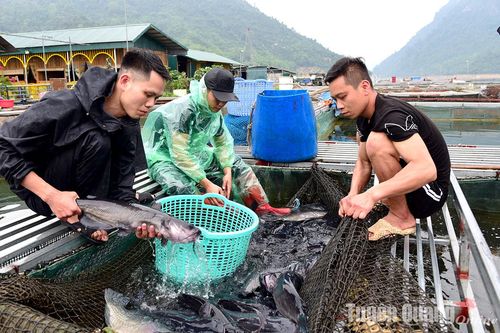 Phát triển thủy sản đặc sản: Cú huých tái cơ cấu nông nghiệp