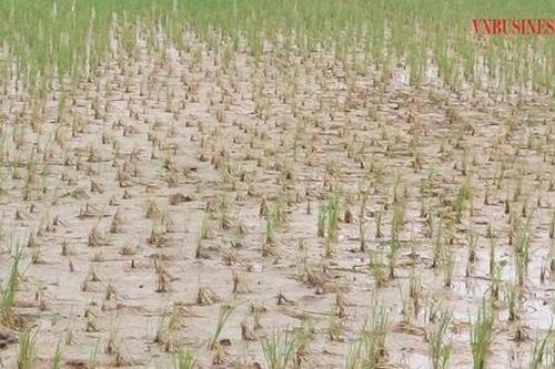 Đất nhiễm mặn đe dọa đồng ruộng, HTX nông nghiệp đang oằn mình chống đỡ