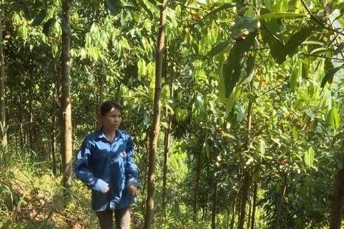 Phát triển kinh tế từ rừng