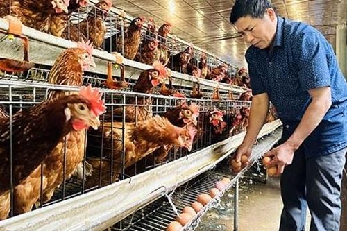 Singapore chính thức mở cửa thị trường một số sản phẩm thịt và trứng gia cầm từ Việt Nam