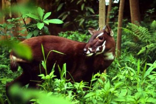 Huế tiếp nhận hơn 3 tỷ đồng từ WWF để bảo tồn loài 'Kỳ lân Châu Á' quý hiếm