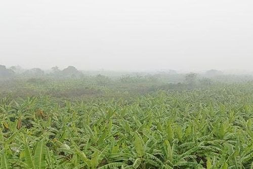 Hướng đến nông nghiệp xanh, nông nghiệp có trách nhiệm