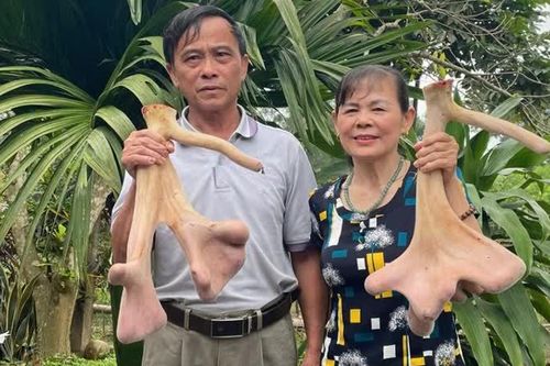 Hà Tĩnh: hiệu quả kinh tế từ nuôi hươu lấy lộc nhung