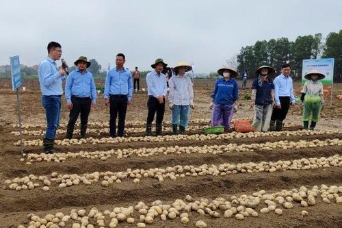 Liên kết, thúc đẩy chuỗi giá trị khoai tây