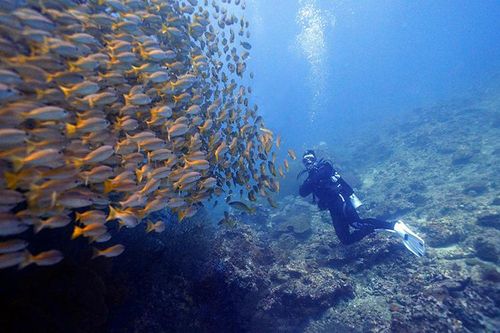 Du khách Việt yêu thích lặn biển tại Thái Lan