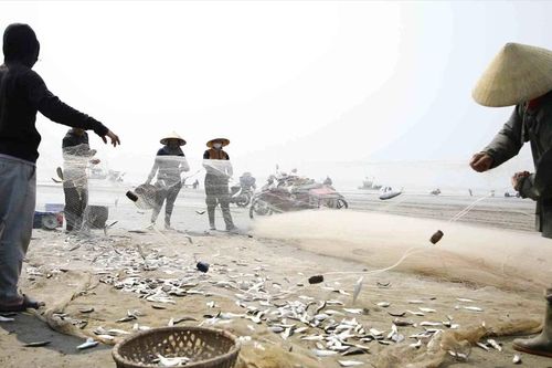 Ngư dân Bắc miền Trung được giá mùa cá trích