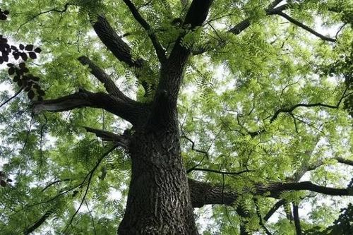 Loại gỗ là 'báu vật tâm linh' của Việt Nam, thế giới tìm mỏi mắt