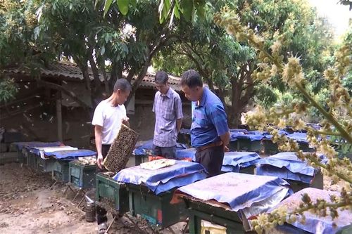 Đa dạng các mô hình kinh tế nông nghiệp, nông thôn