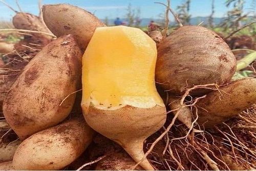 'Cơn sốt' khoai sâm đất qua đi, giá giảm mạnh