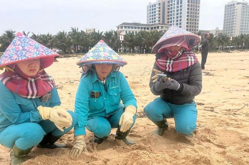 Liên tiếp phát hiện xác cá voi trôi dạt vào bờ biển Quảng Bình