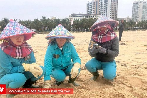 Xác cá voi liên tiếp trôi dạt vào Quảng Bình