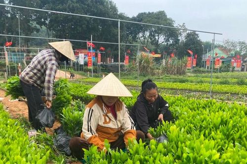 Giá keo giống tăng gấp đôi, làng ươm ở huyện Tân Kỳ 'cháy hàng'