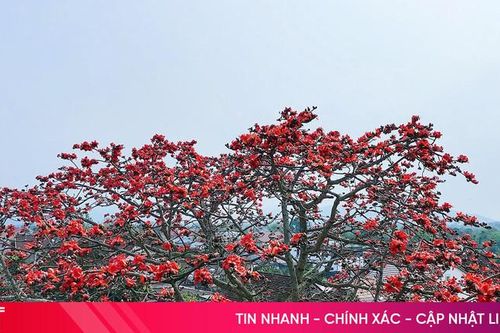 Chiêm ngưỡng cây gạo cổ thụ hoa đỏ rực một góc miền quê ở Hà Tĩnh