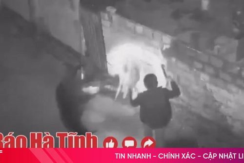 2 đối tượng liều lĩnh câu trộm chó trong đêm