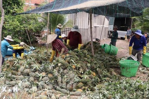 Tiền Giang: Nông dân trồng dứa phấn khởi vì được mùa, trúng giá
