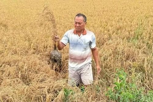 Xác định nguyên nhân lúa chết bất thường cạnh cao tốc Cần Thơ-Cà Mau