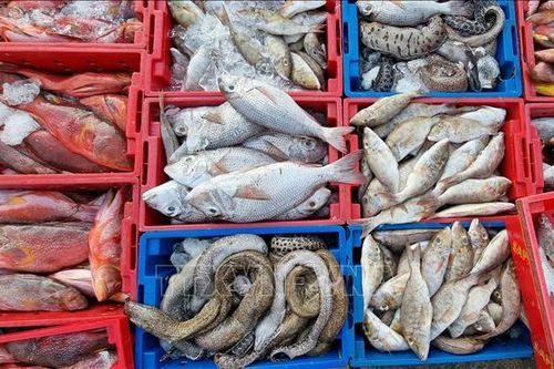 Cơ hội cho ngành hải sản Anh tại thị trường Việt Nam