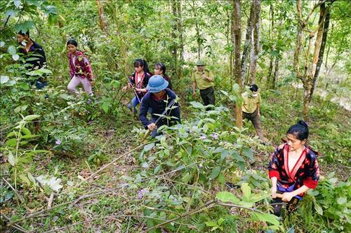 Thêm thu nhập, tăng động lực cho người dân tích cực bảo vệ rừng