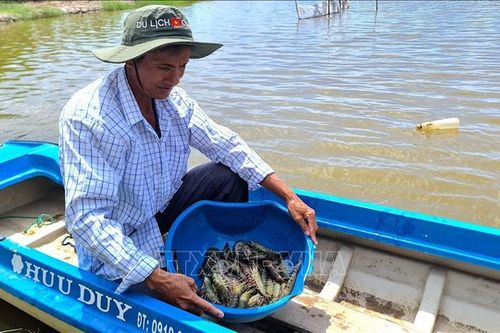 Tạo đột phá cho ngành hàng tôm chủ lực