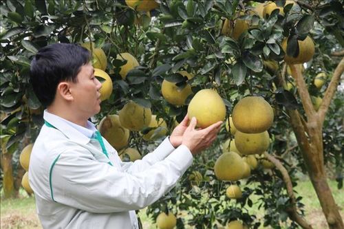 Đưa bưởi Đại Minh vươn xa