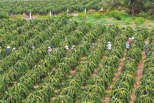Vì sao nông dân Bình Thuận chưa mặn mà với thanh long hữu cơ?