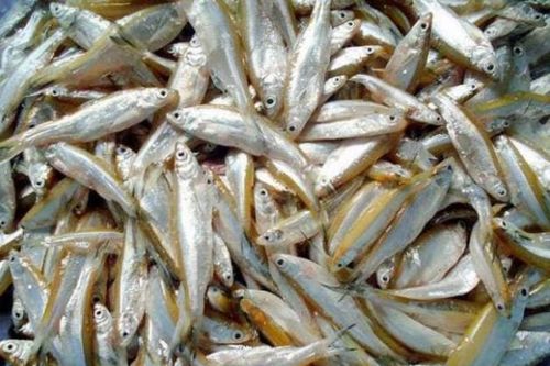 Từ món ăn cho lợn trở thành đặc sản cao cấp: Cá tép dầu - 'vàng mười' của lòng hồ Sơn La