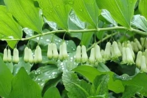 Việt Nam sở hữu loài rau dược liệu quý giá có thể nhiều người chưa biết