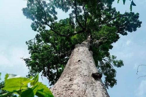 Gỗ lim xanh – 'Báu vật' của rừng Việt Nam, giá trị lên đến hàng chục triệu đồng/m³