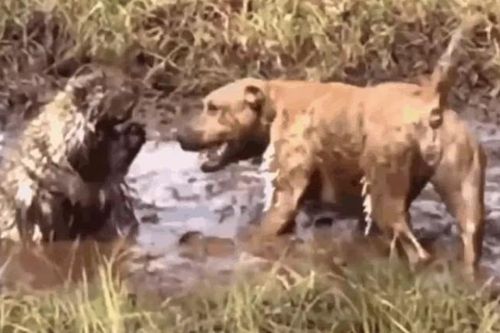 CLIP: Pitbull và trận chiến đau đớn với nhím trong vũng bùn