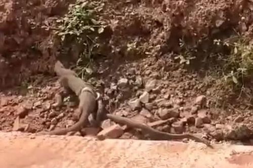 CLIP: Kẻ đi săn trở thành kẻ bị săn, cầy mangut trả giá đắt khi chọn nhầm con mồi