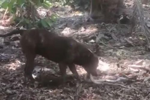CLIP: Chó Pitbull dũng cảm chiến đấu với rắn hổ mang 'khủng' để bảo vệ chủ rồi 'rủ' kẻ thù cùng đồng quy vu tận