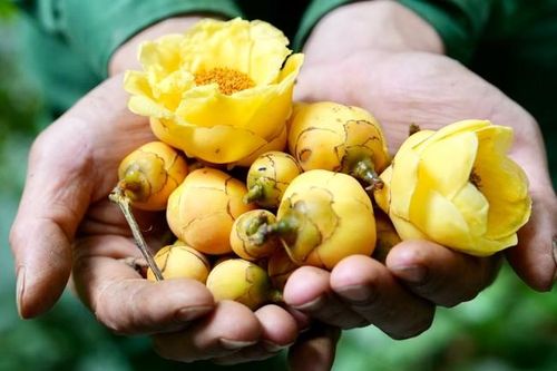 Trà hoa vàng 'Vàng ròng' của thiên nhiên, dược liệu quý được săn lùng