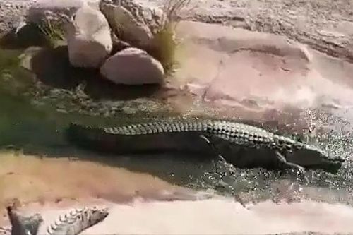 CLIP: Phì cười trước khoảnh khắc cá sấu chơi trượt nước như người