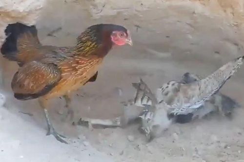 CLIP: Bị diều hâu tập kích bất ngờ, gà mẹ liên tục 'tung cước' khiến đối thủ bẽ mặt