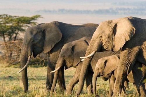 Top 10 loài động vật thông minh nhất thế giới: Bất ngờ với vị trí của chó