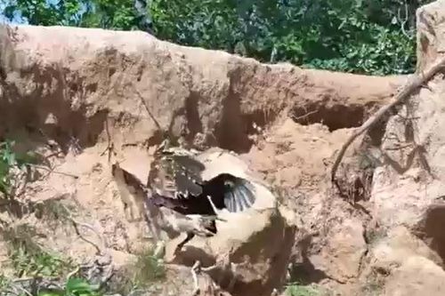 CLIP: Đi săn gà con, đại bàng bị phụ huynh con mồi đánh cho tả tơi