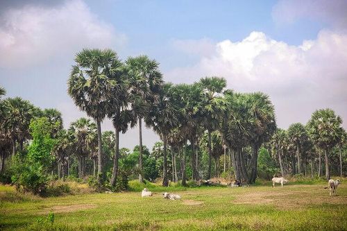Dưới hàng thốt nốt!