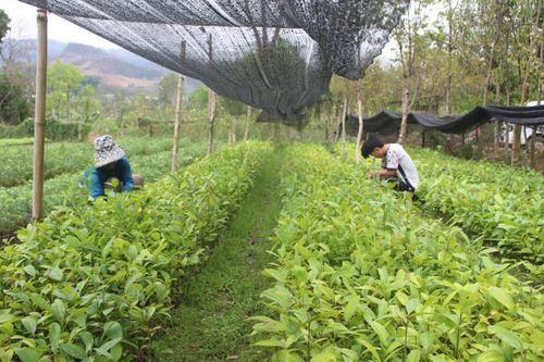 Đảm bảo cung ứng giống cho mùa trồng rừng