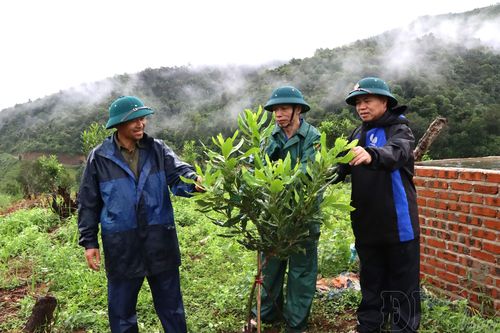 Tập trung chăm sóc và quản lý dịch hại trên cây ăn quả, cây mắc ca