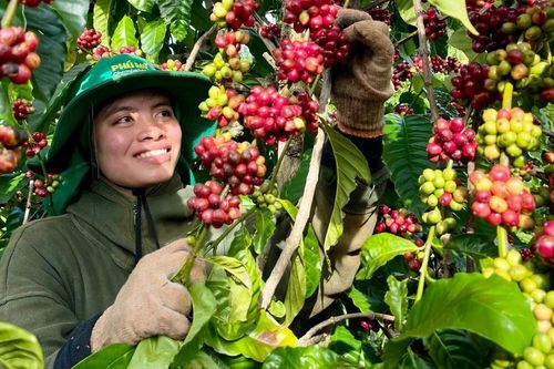 Cơ hội để xuất khẩu sản phẩm tiêu biểu