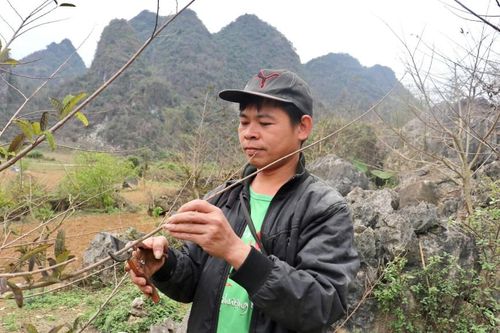 Tổ hợp tác sản xuất na VietGAP xã Bằng Hữu: Liên kết sản xuất, nâng chất lượng sản phẩm