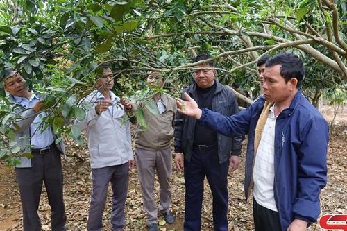 Chủ động bảo vệ cây trồng