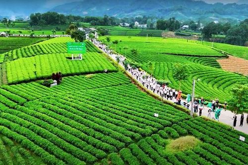 Tháng tư này đến Thái Nguyên 'Trải nghiệm xứ Trà đậm đà bản sắc'