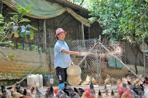 Phát triển trang trại gắn với nền kinh tế xanh