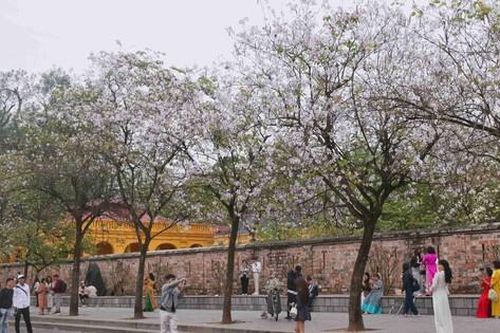 Hà Nội tháng 3 rợp sắc hoa