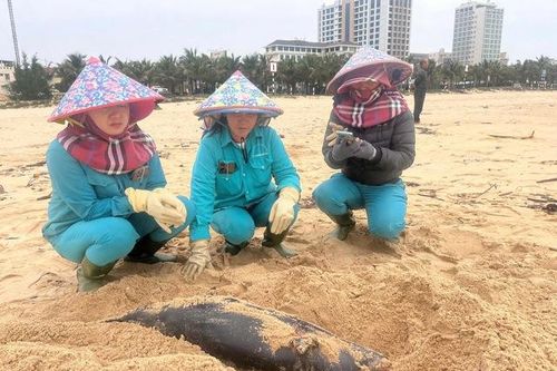 Liên tiếp phát hiện xác cá heo dạt vào bờ biển Quảng Bình